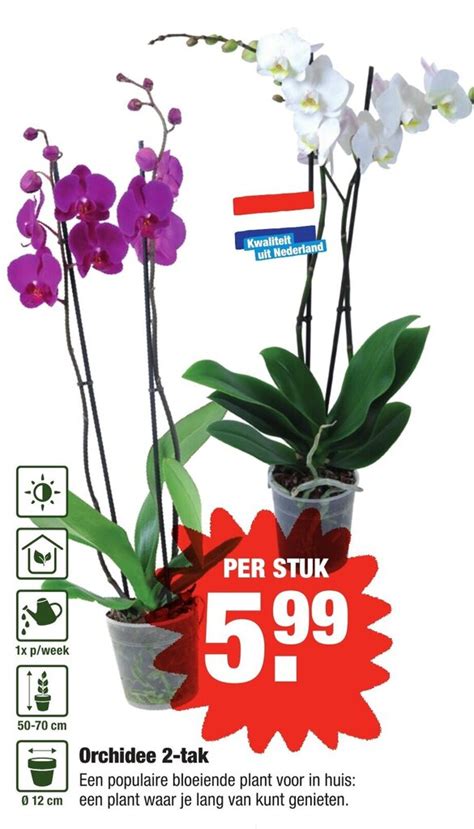 Orchidee Tak Aanbieding Bij Aldi