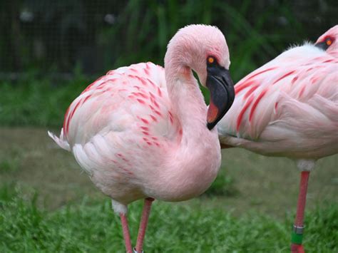 Phoeniconaias Minor Lesser Flamingo In Kyoto City Zoo