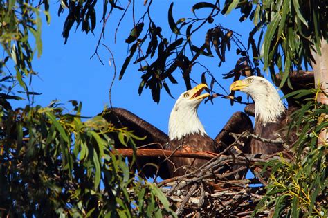 In A First Bald Eagles Spotted Building A Nest In This Bay Area City