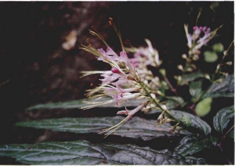 动蕊花 秦巴野生植物 图片