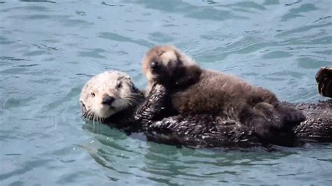 Baby Sea Otters With Mom