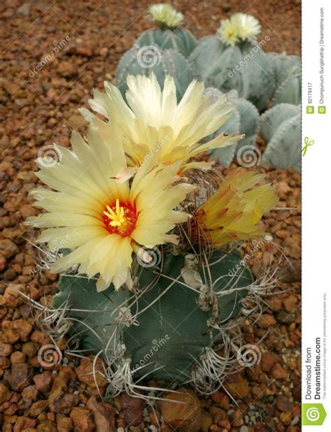 Cactus Capricorne De Astrophytum Imagen De Archivo Imagen De Flor