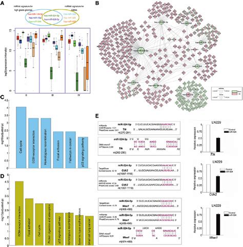 The Functional Roles Of The MiRNA Signature In Glioma A The