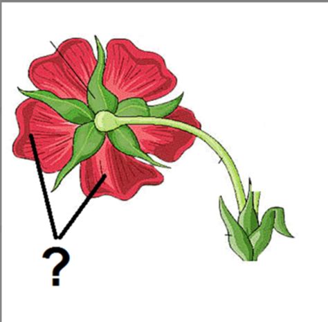 Plant Reproduction In Angiosperms Flowering Plants Flashcards Quizlet