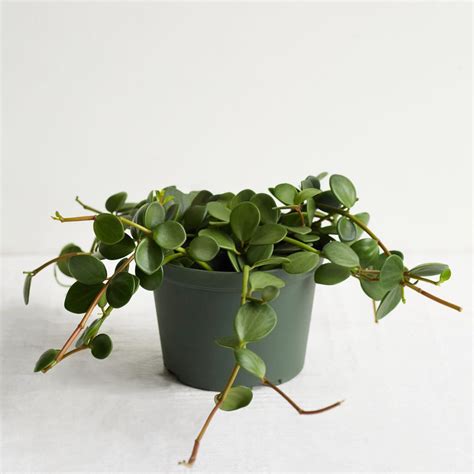 Peperomia - The Sun Grove