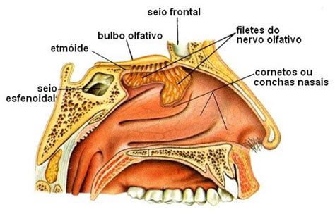 Função Das Fossas Nasais - Sistema Respiratório Humano | Anatomia e Função | Resumo | Respiração