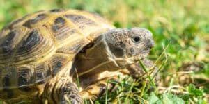 Tortoise Lifespan Facts and Figures: Care Tips for Longevity