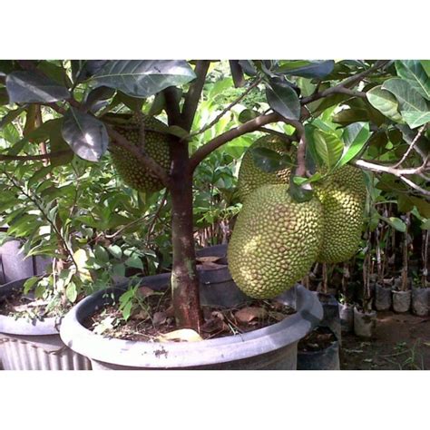 Jual Bibit Buah Nangka Mini Super Duper Genjah Shopee Indonesia