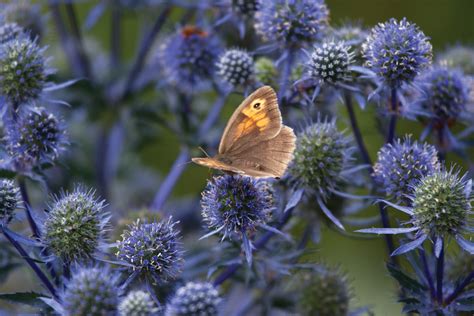 Unique Beauties Five Uncommon Plants For Your Garden Central