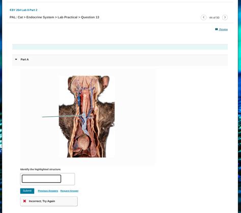 Solved Endocrine System Lab Practical Question 13 Part A Chegg