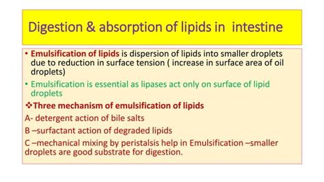 Digestion And Absorption Of Lipids Ppt