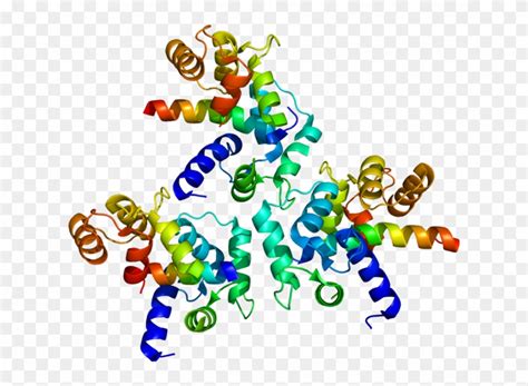 Download Genomics Cliparts - Human Voltage Dependent L Type Calcium Channel Subunit - Png ...