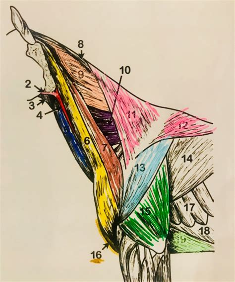 Extrinsic Muscles Of The Neck Equine Diagram Quizlet