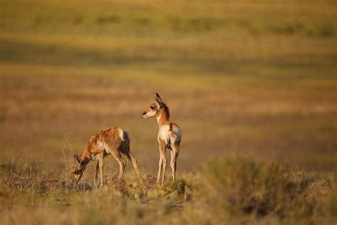 Best Places in Wyoming for Viewing Wildlife | Visit Laramie