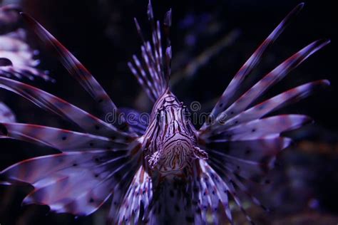 Lionfish Pteroisvolitans Wonderful And Beautiful Underwater World