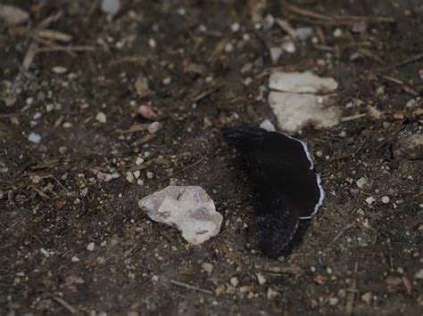 Funereal Duskywing From Travis County TX USA On May 4 2024 At 09 08