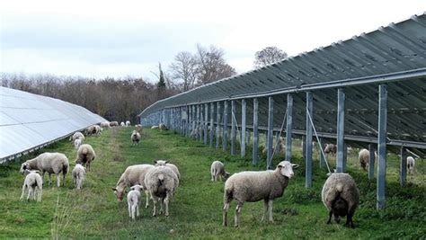 Calidad De La Cubierta Vegetal Agrovoltaica En El Altoarag N