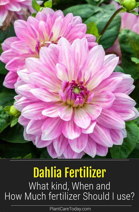 What Kind Of Fertilizer Do You Use On Sunflowers At Wanda Denton Blog