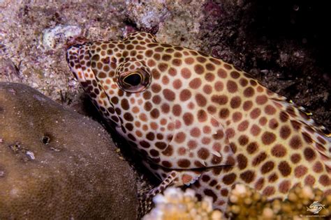 Snowflake Moray Eel-Facts and Photographs | Seaunseen