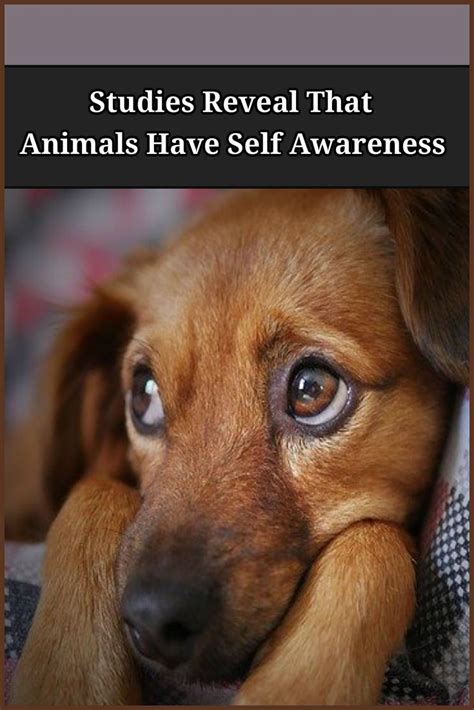 Animals Are More Self Aware Than Was Previously Thought Chien