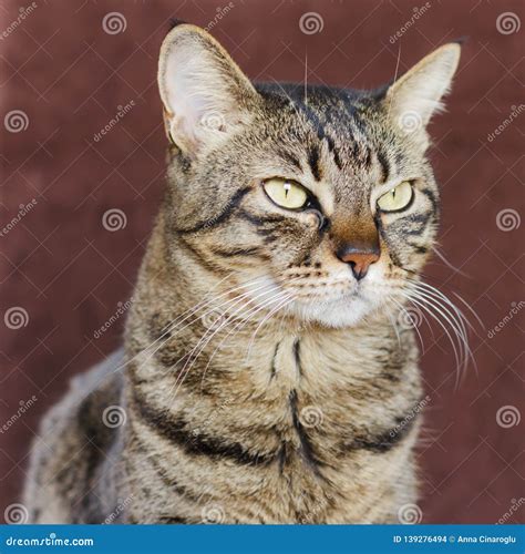 Adult Mongrel Striped Domestic Cat Looks To the Side Stock Photo