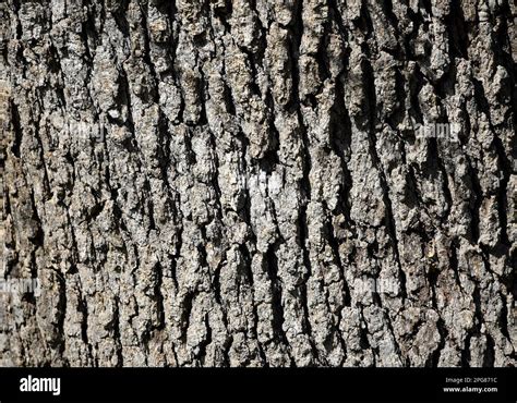 Natural Palm Tree Trunk Closeup Stock Photo Alamy