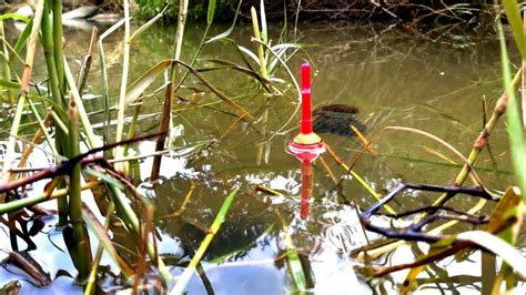 Sunguh Nekat Pemancing Berburu Strike Di Hutan Pedalaman Youtube