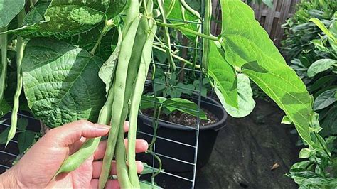 How to Grow Green Beans in Containers