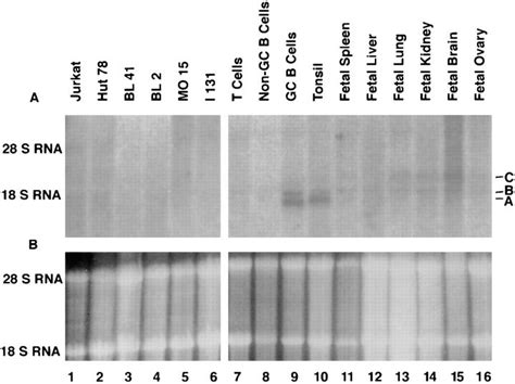 Northern Blot Analysis Of Gcn And Gcn Expression G Of Total Rna