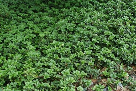 Invasive Species Spotlight: Japanese Pachysandra (Pachysandra ...