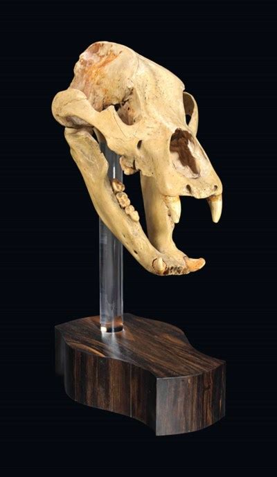 A CAVE BEAR SKULL , RUSSIA | Christie's