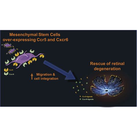 The Chemokine Receptors Ccr5 And Cxcr6 Enhance Migration Of Mesenchymal