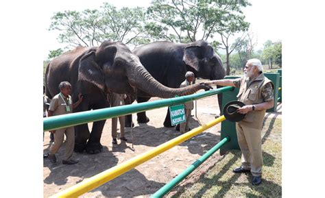 Prime Minister Narendra Modi During His Visit To Bandipur And Mudumalai