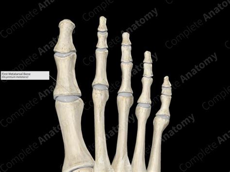 First Metatarsal Bone Complete Anatomy