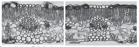 Photomicrograph Of The Cross Section Of The Leaf Of Unincubated Leucena Download Scientific