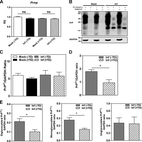 Lxr Agonist To901317 Reduced Prp Sc Formation In Gt1 7 Cells A