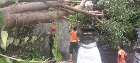 Bpbd Buleleng Imbau Masyarakat Waspada Pohon Tumbang Di Tengah Cuaca