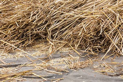 Best Threshing Wheat Stock Photos, Pictures & Royalty-Free Images - iStock