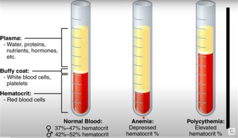 CLIN MED - anemia Flashcards | Quizlet