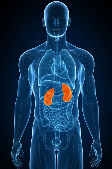 Acute Renal Failure: Overview and More