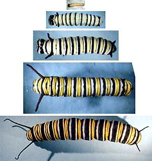 Monarch Instar Chart