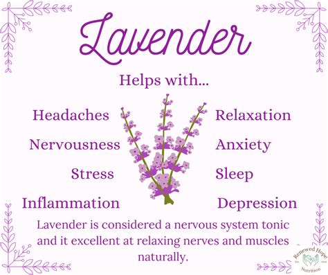 The Amazing Benefits of Lavender