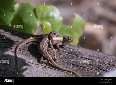 Southwestern Fence Lizards Hi Res Stock Photography And Images Alamy