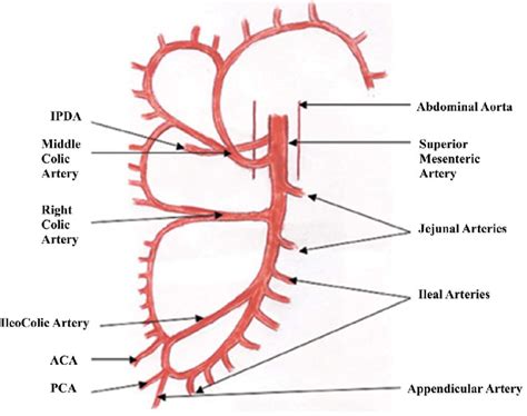 SMA Syndrome Anatomy