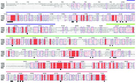 Sequence Alignment The Amino Acid Sequences Of CPR From Four Species