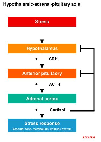 Adrenal Insufficiency Pathophysiology