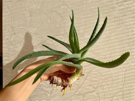 Come Coltivare L Aloe Vera La Tua Guida Completa