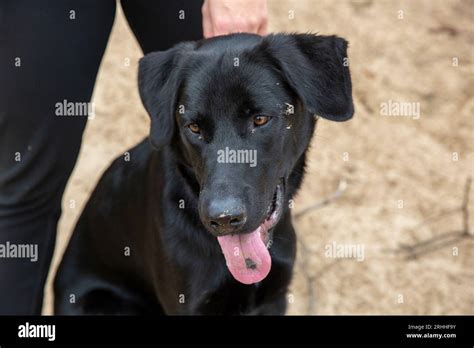 Dark Golden Retriever Mix