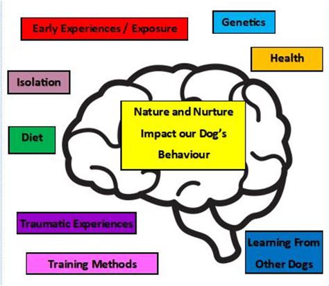 Canine Aggression Part 2: Nature vs Nurture 