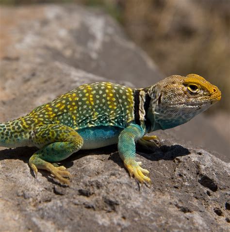 most colourful lizards - Reptile Forums